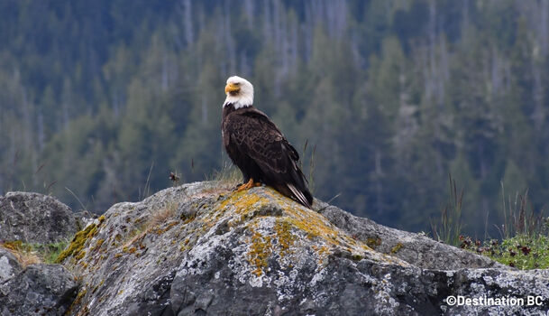 Victoria Wildlife Tour